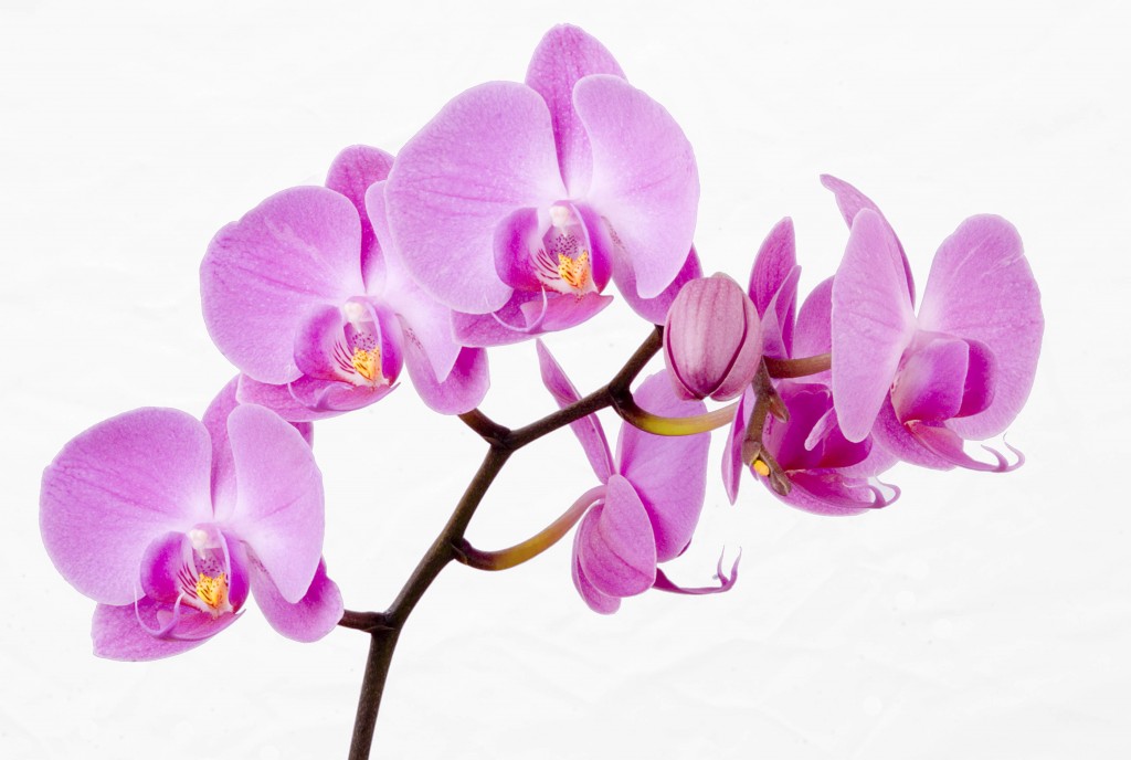 orchids