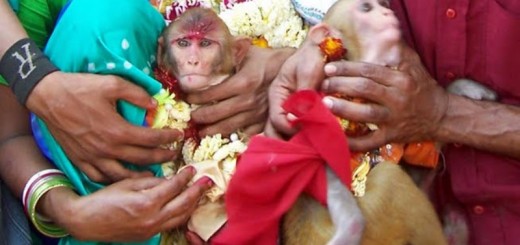 marriage ceremony for monkeys