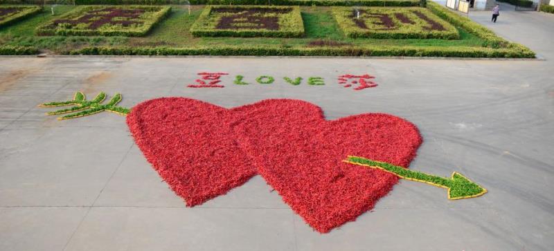 dou ziwang planned to propose to his girlfriend with 99,999 red hot chili peppers arranged in the shape of intersecting hearts