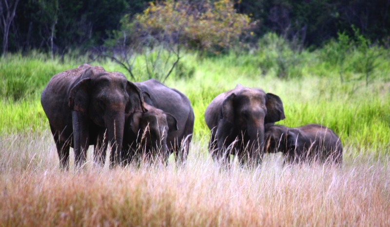 elephants in a national park