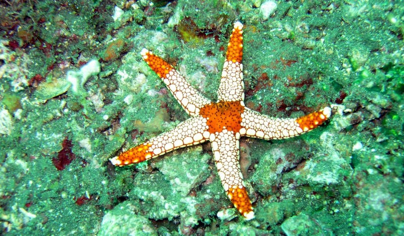 starfish, underwater, maldives