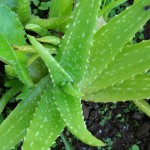 14 Extremely Soothing And Easy Homemade Aloe Vera Face Mask Recipes