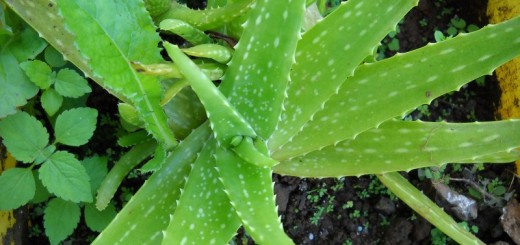 aloe vera_New_Love_Times