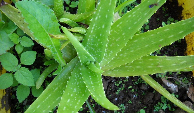 aloe vera_New_Love_Times