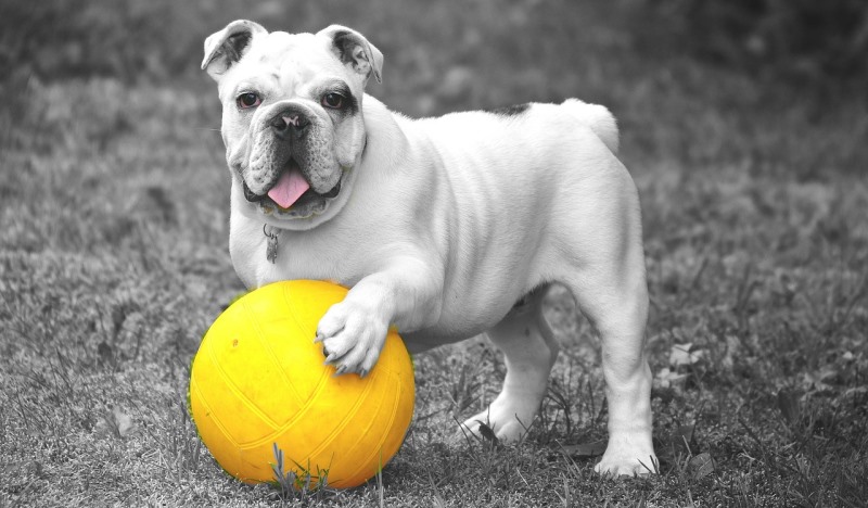 bulldog with a ball