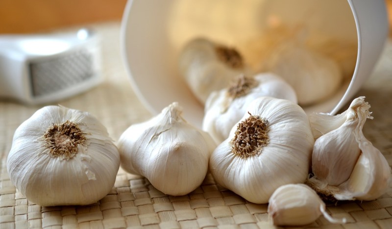 garlic_New_Love_Times