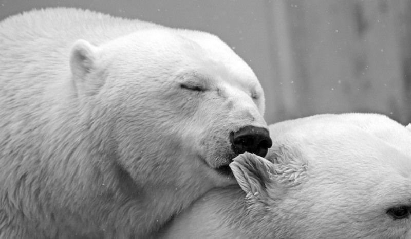 polar bears kissing