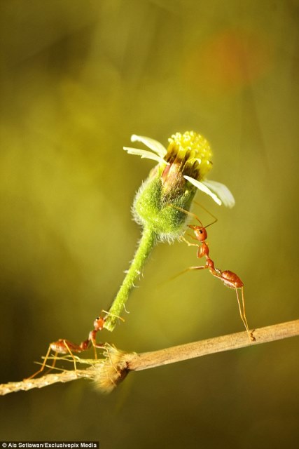 ant giving flower to a friend2