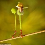 Tiny Red Ant Proves That Flowers Are Never Out Of Fashion!