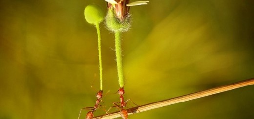 ant giving flower to a friend2