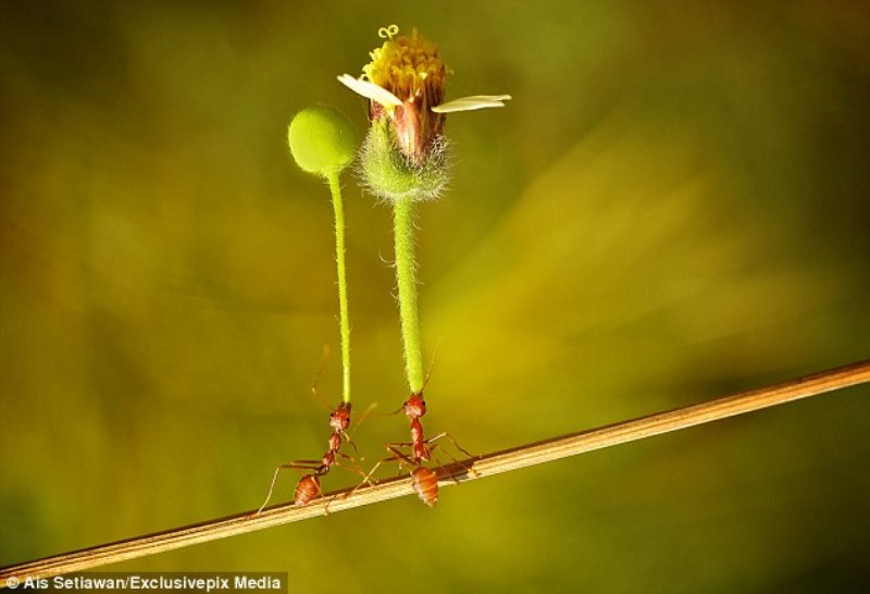 ant giving flower to a friend2