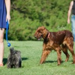 9 Best Home Remedies For Tick Bites In Dogs