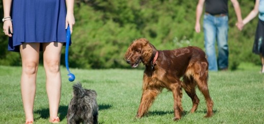 dog with woman_New_Love_Times