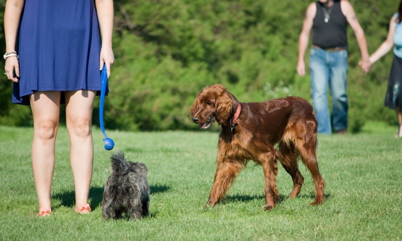 dog with woman_New_Love_Times