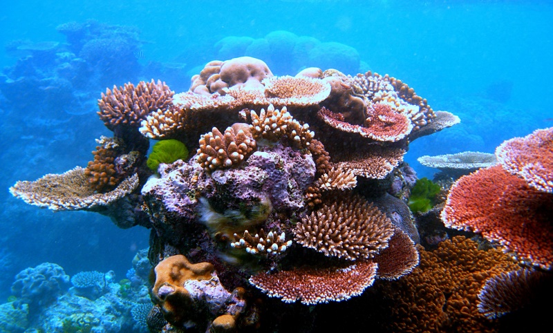 great barrier reef, australia