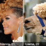 Double Dating App Trolled With Pictures Of Celebrities Matched With Animals And Things!