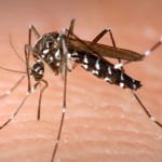 Treat The Symptoms Of Chikungunya With These Super Effective Home Remedies