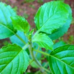 Tulsi, The Wonder Shrub, Which Gives You Glowing Skin And Shiny Hair