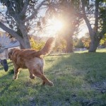 7 Safe And Natural Home Remedies For Dog Allergies