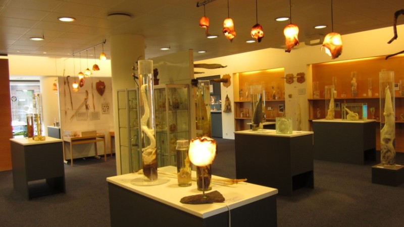 Icelandic-Phallological-Museum
