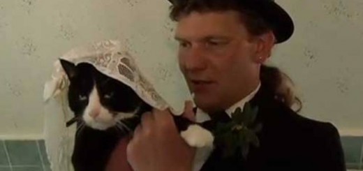 Married cat