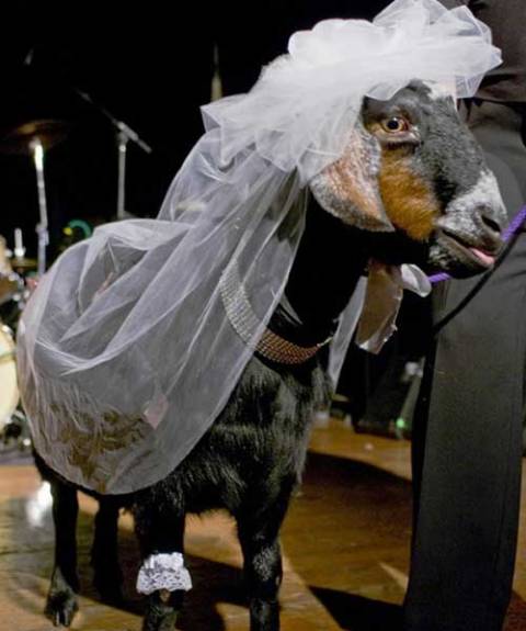 Married goat