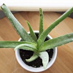 Impressive Benefits Of Aloe Vera For Your Skin And Health