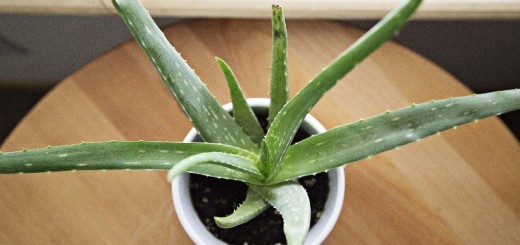 aloe vera_New_Love_Times