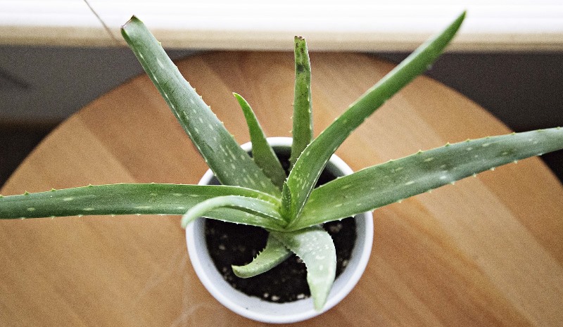 aloe vera_New_Love_Times