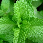 Refreshing Mint Leaves Are Not Just For Mouth Fresheners, But Are A Boon To Glowing Skin