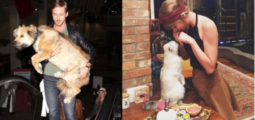 celebrity pets_New_Love_Times