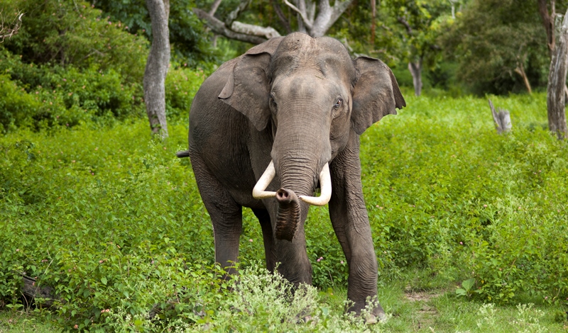 an elephant at the bandipur national park_New_Love_Times