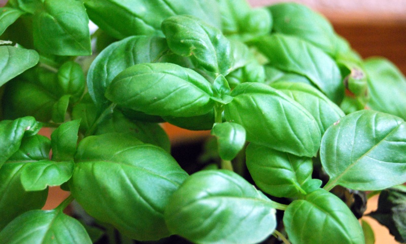 basil leaves_New_Love_Times