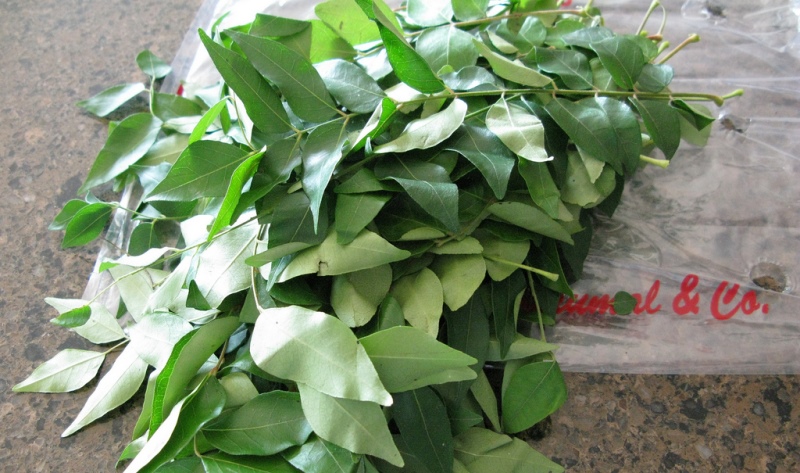 curry leaves_New_Love_Times