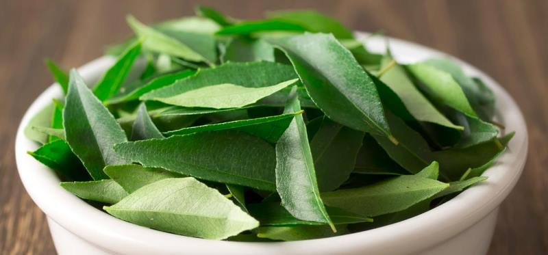 curry leaves_New_Love_Times