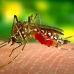 12 Effective Home Remedies For Mosquito Bites