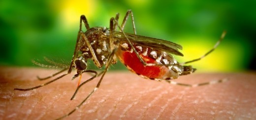 mosquito bite_New_Love_Times