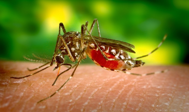 mosquito bite_New_Love_Times