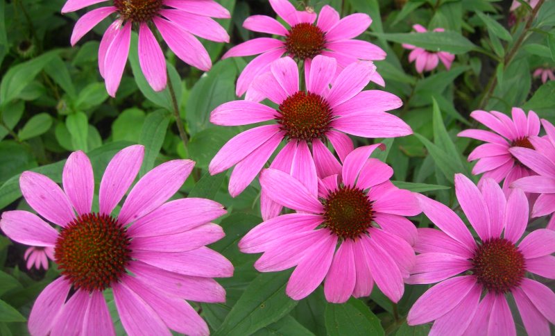 echinacea_New_Love_Times