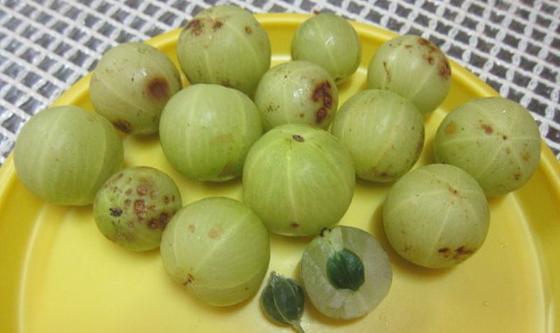 indian gooseberry_New_Love_Times