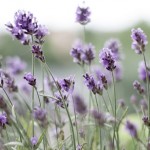 The Very Best Benefits Of Lavender And Lavender Oil For Your Skin And Hair