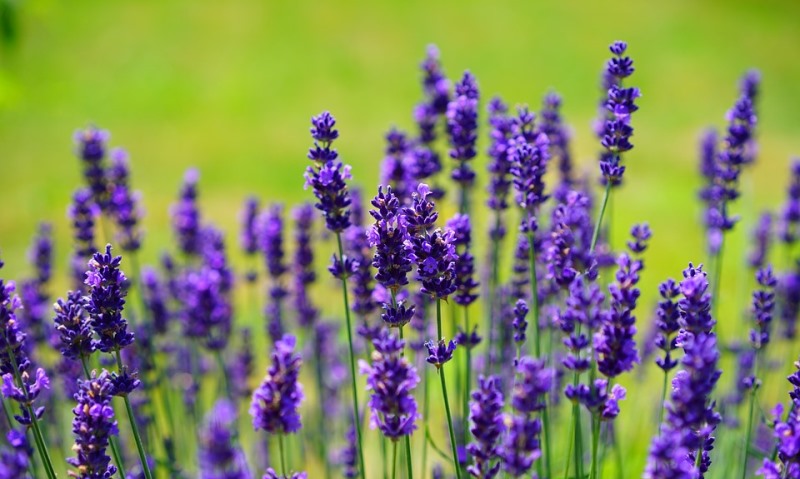 lavender_New_Love_Times