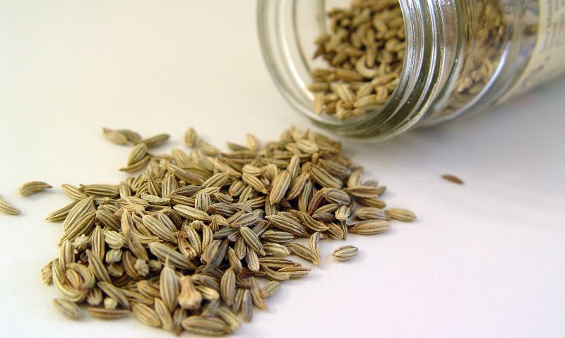 fennel seeds_New_Love_Times