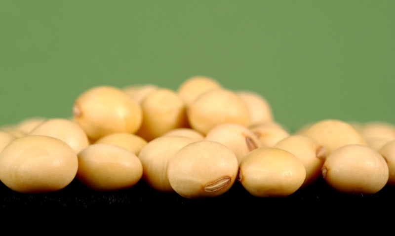 soybeans_New_Love_Times