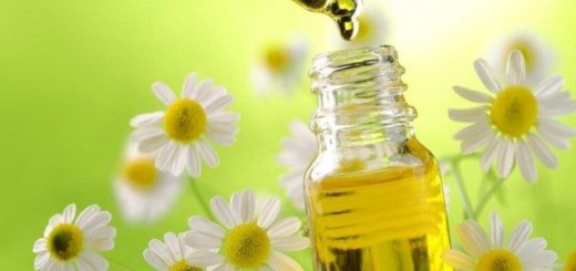 chamomile essential oil_New_Love_Times