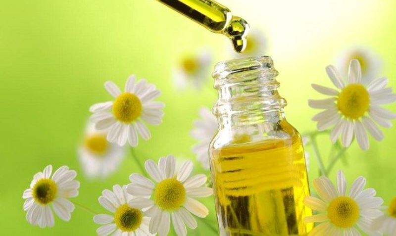 chamomile essential oil_New_Love_Times