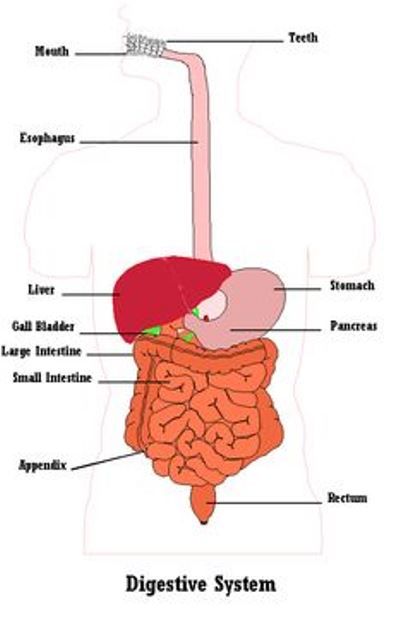 digestive system_New_Love_Times
