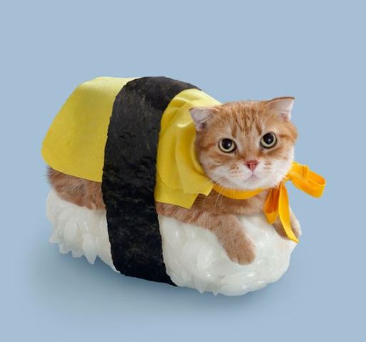 halloween cat costumes_New_Love_Times