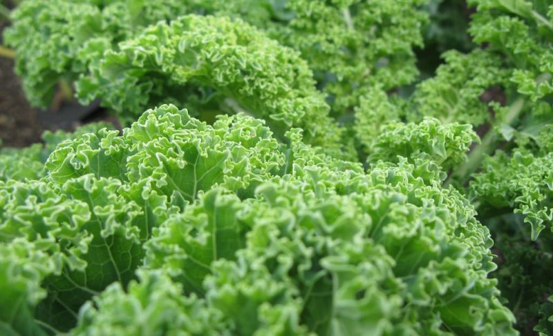 health benefits of kale_New_Love_Times