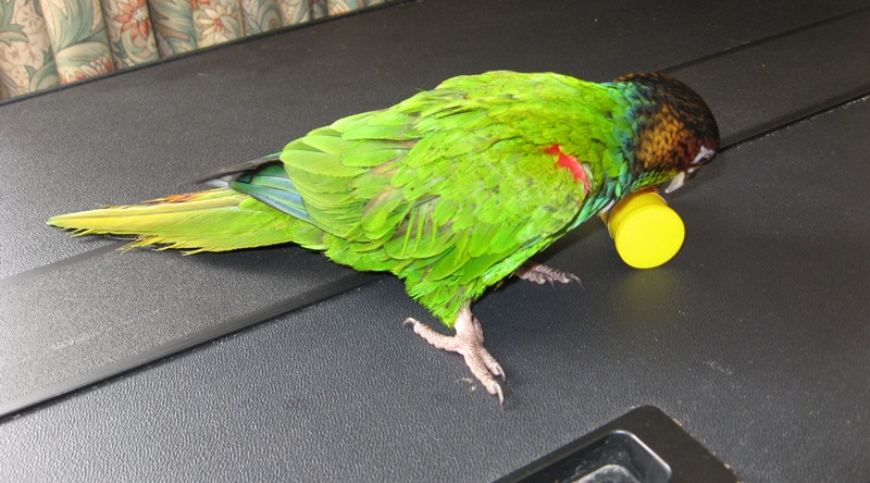 pet parrot_New_Love_Times